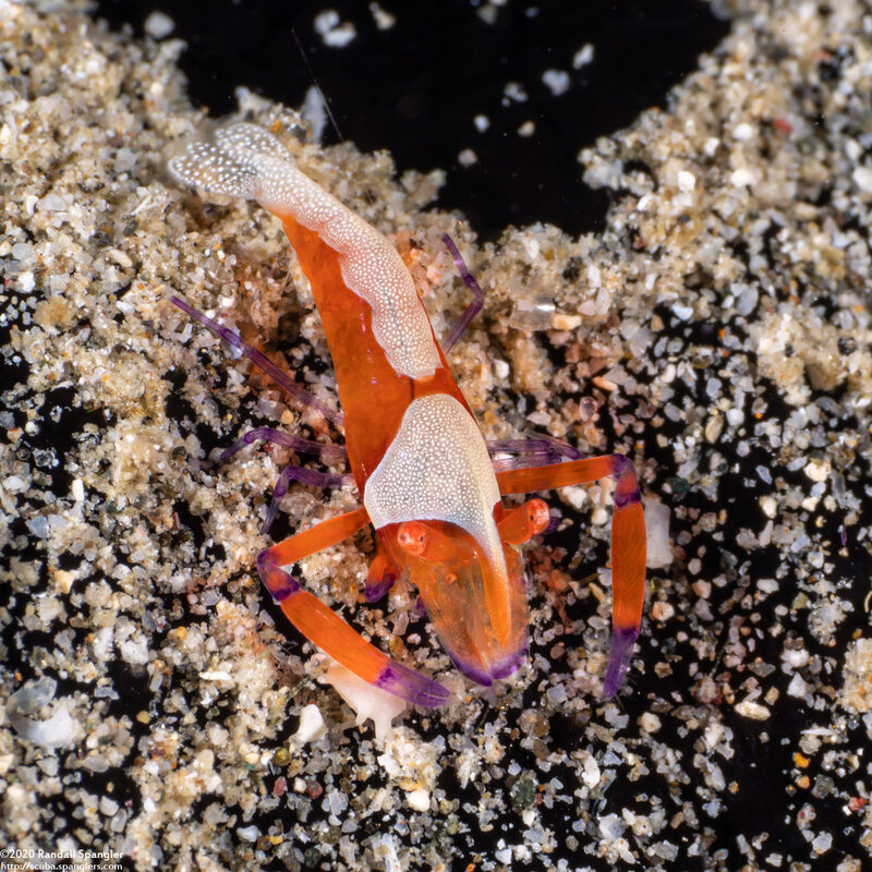 Zenopontonia rex (Emperor Shrimp)