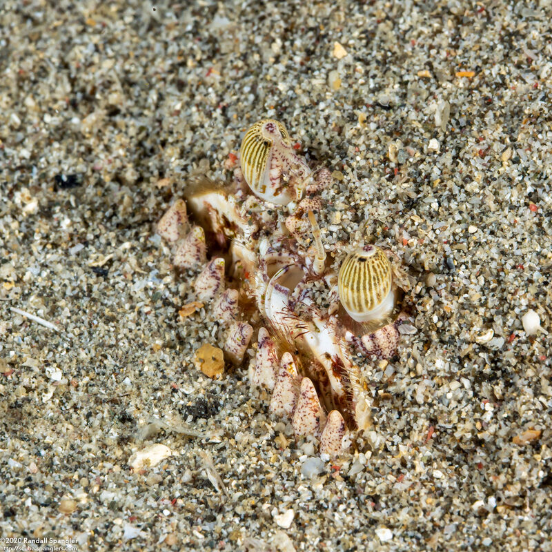 Calappa calappa (Giant Box Crab)