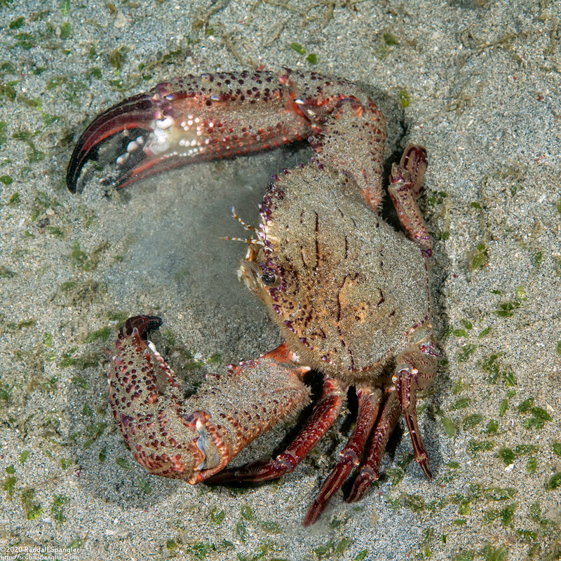 Charybdis granulata (Charybdis Granulata)