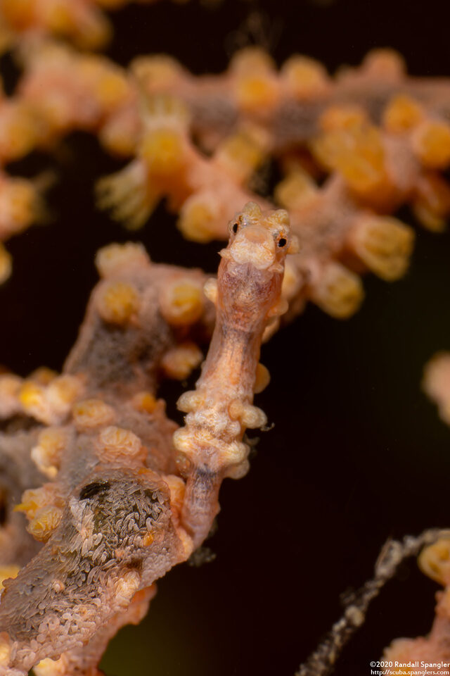 Hippocampus bargibanti (Pygmy Seahorse)