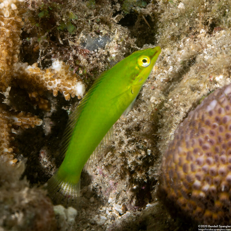 Halichoeres chloropterus (Pastel-Green Wrasse)