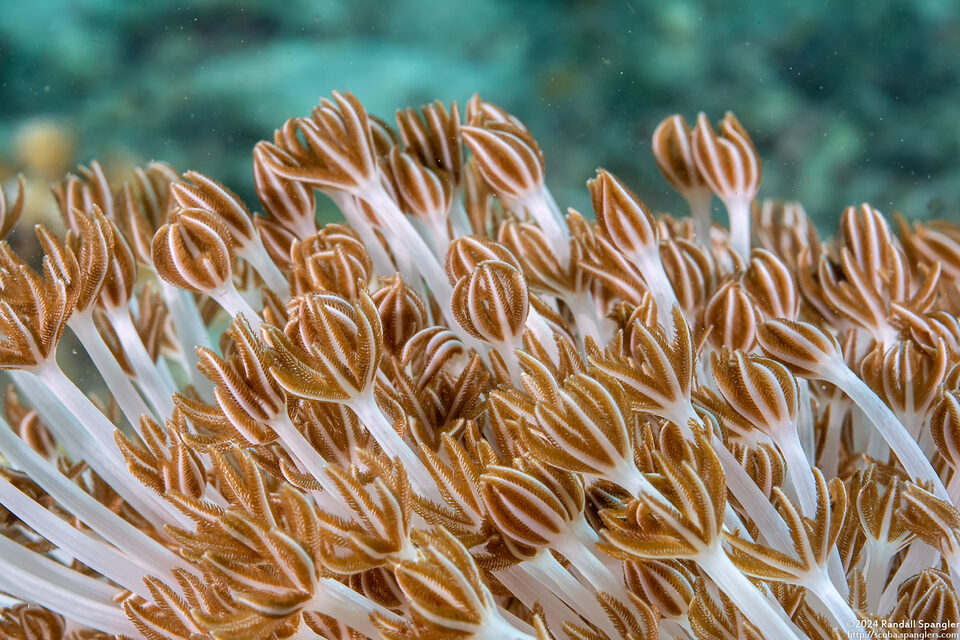 Xenia sansibariana (Xenia Sansibariana)