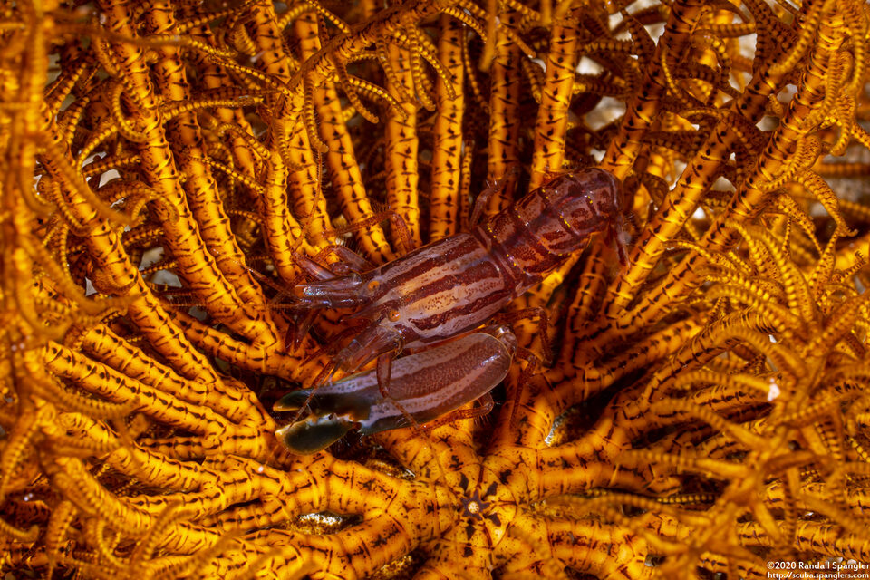 Synalpheus stimpsoni (Stimpson's Snapping Shrimp)