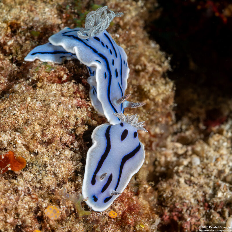 Chromodoris willani (Willan's Chromodoris)