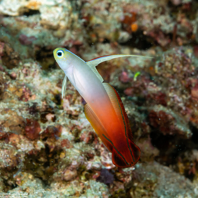 Nemateleotris magnifica (Fire Dartfish)