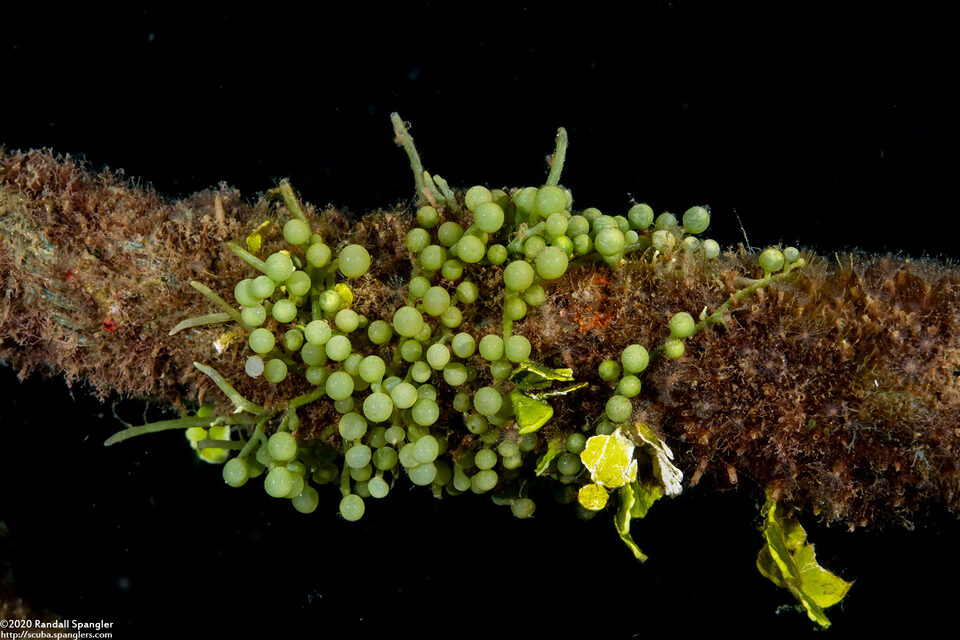 Caulerpa racemosa (Sea Grapes)