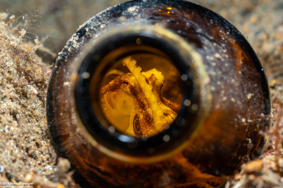 Amphioctopus siamensis (Poison Ocellate Octopus)