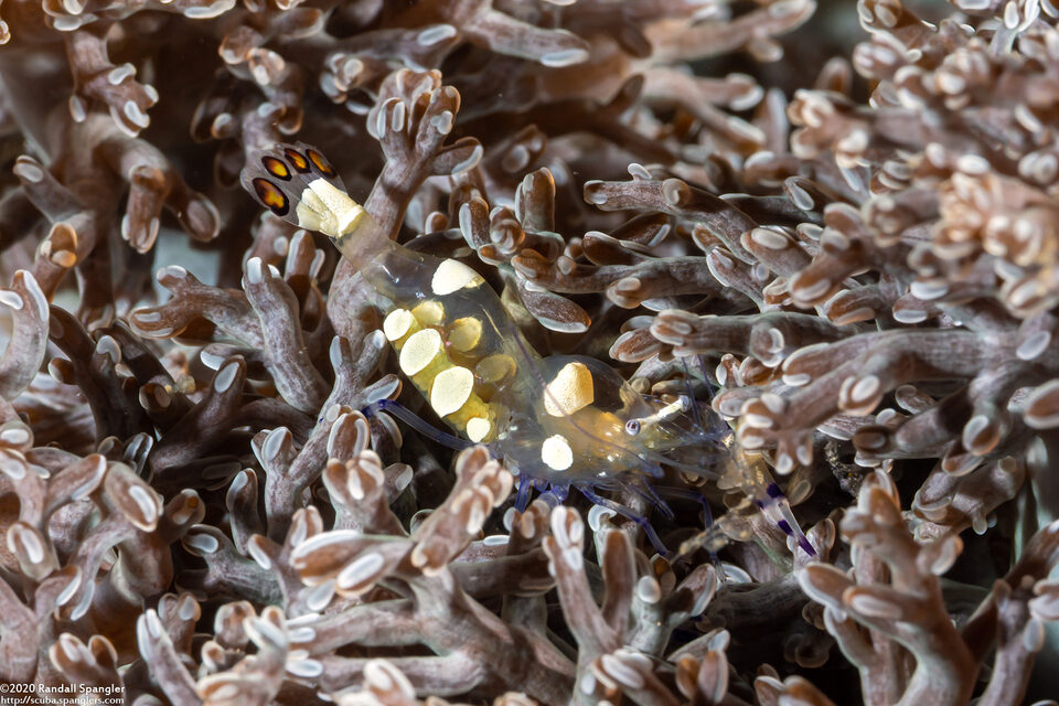 Ancylocaris brevicarpalis (Peacock-Tail Anemone Shrimp)