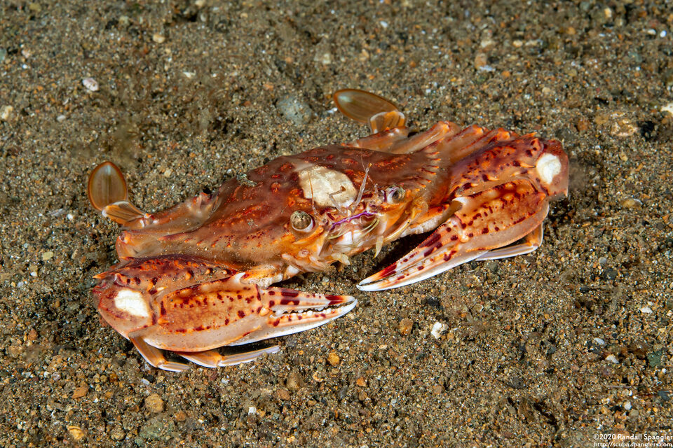 Portunus sp.2 (Portunus sp.2)