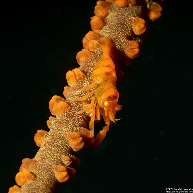 Pontonides ankeri (Barred Wire Coral Shrimp)