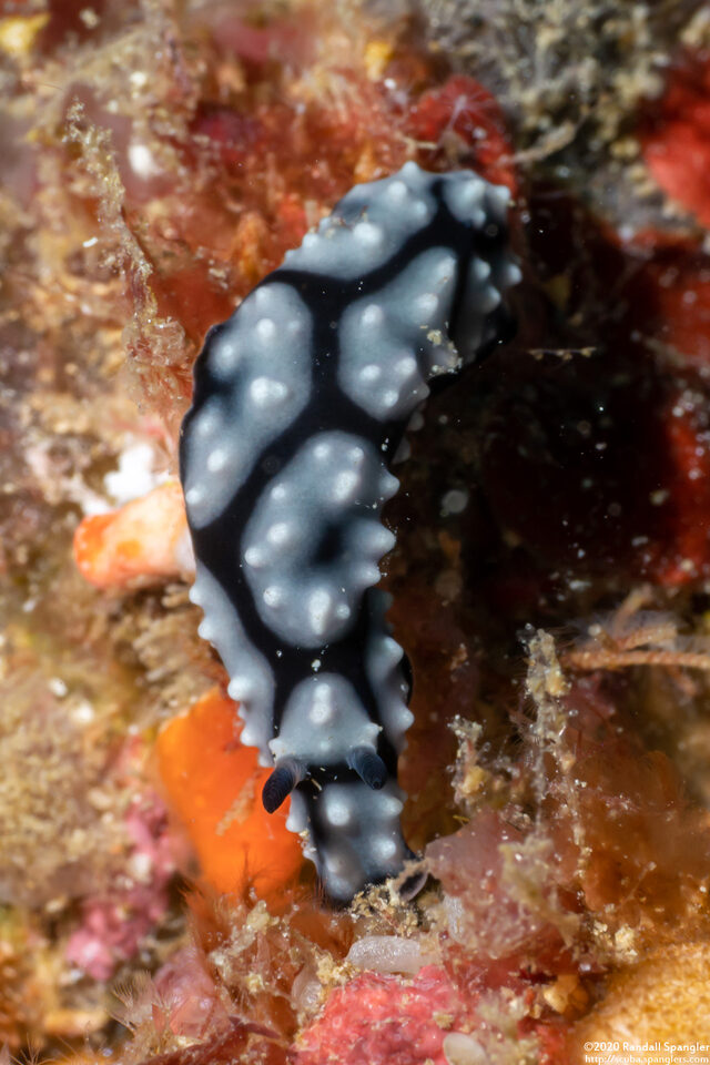 Phyllidiella annulata (Ringed Phyllidella)