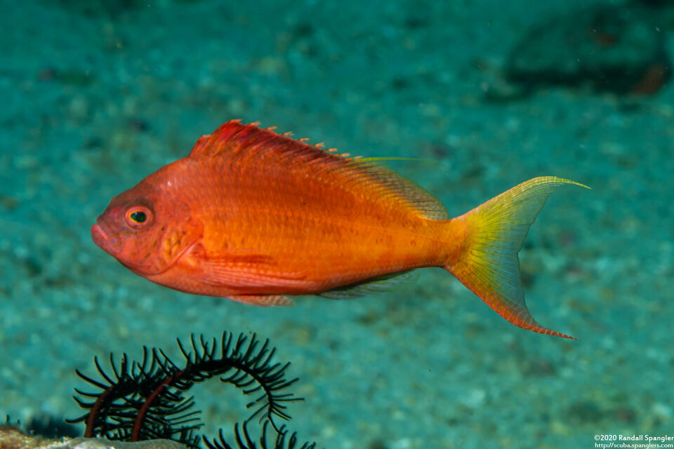 Cyprinocirrhites polyactis (Lyretail Hawkfish)