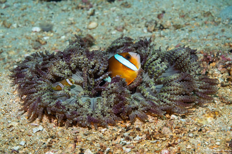 Heteractis aurora (Beaded Sea Anemone)