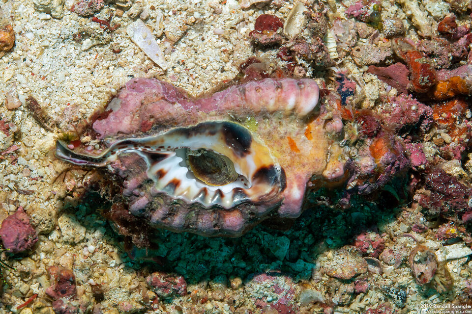 Lotoria lotoria (Black-Spotted Triton)