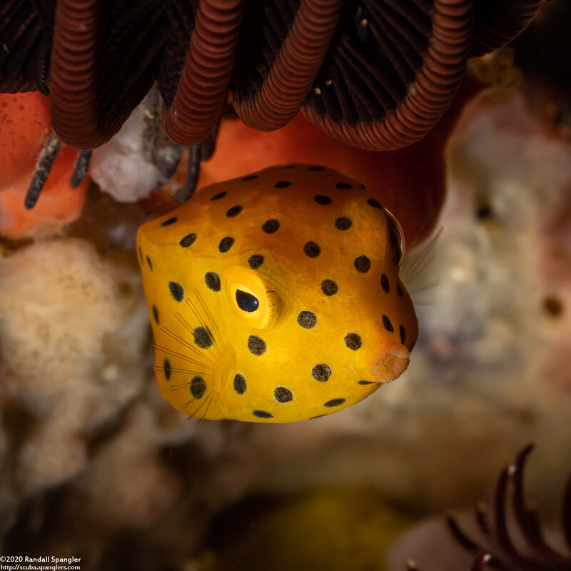Ostracion cubicum (Yellow Boxfish)