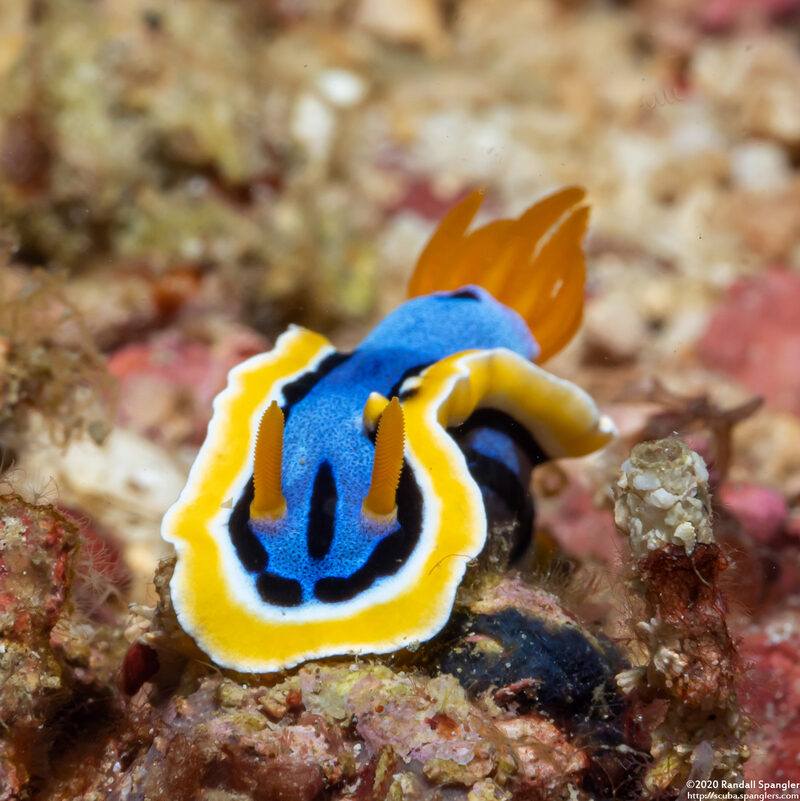 Chromodoris annae (Anna's Chromodoris)