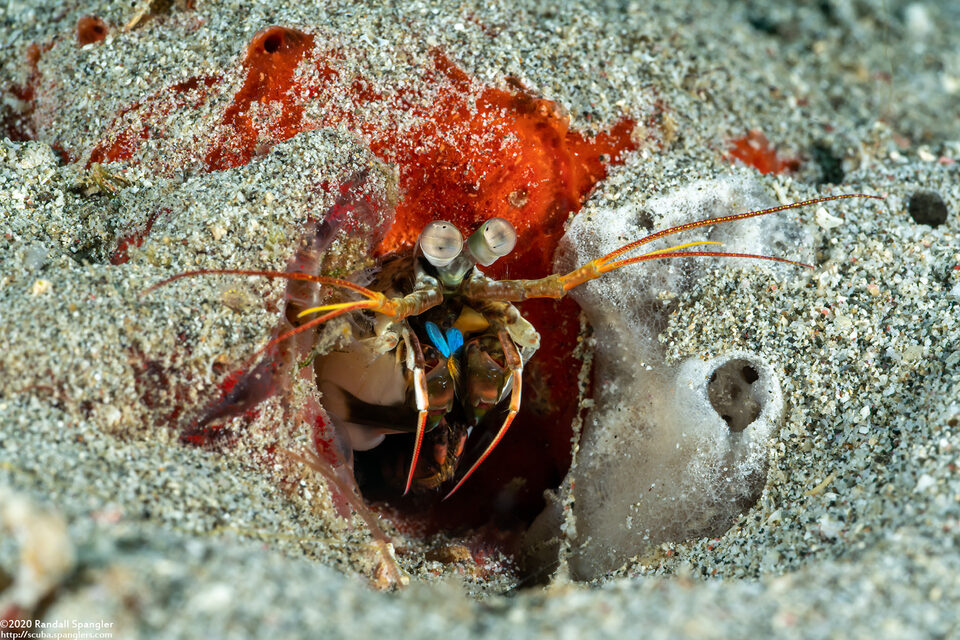 Haptosquilla stoliura (Blue Spot Mantis)