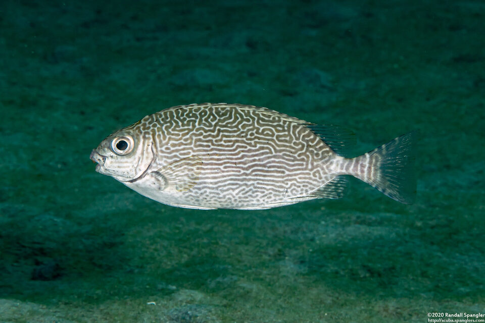 Siganus spinus (Scribbled Rabbitfish)