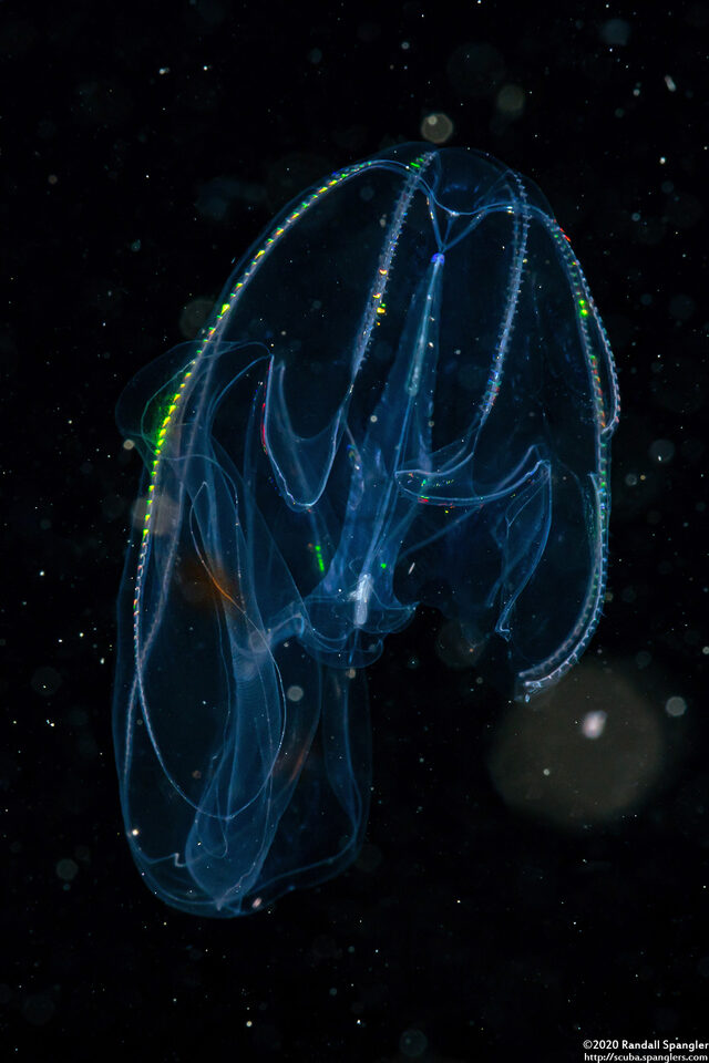 Bolinopsis sp.1 (Bolinopsis sp.1)