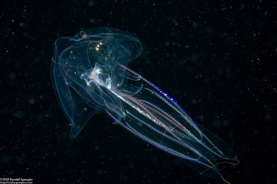 Eurhamphaea vexilligera (Redspot Comb Jelly)