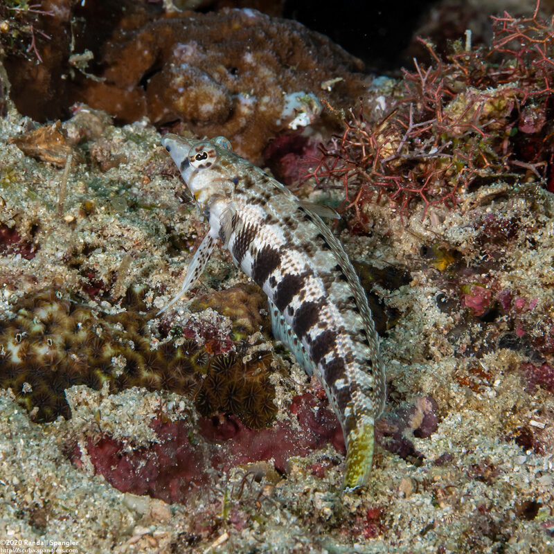 Parapercis cylindrica (Sharpnose Sandperch)