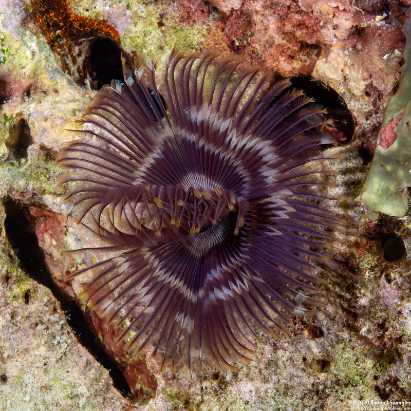 Sabellastarte spectabilis (Common Feather Duster Worm)