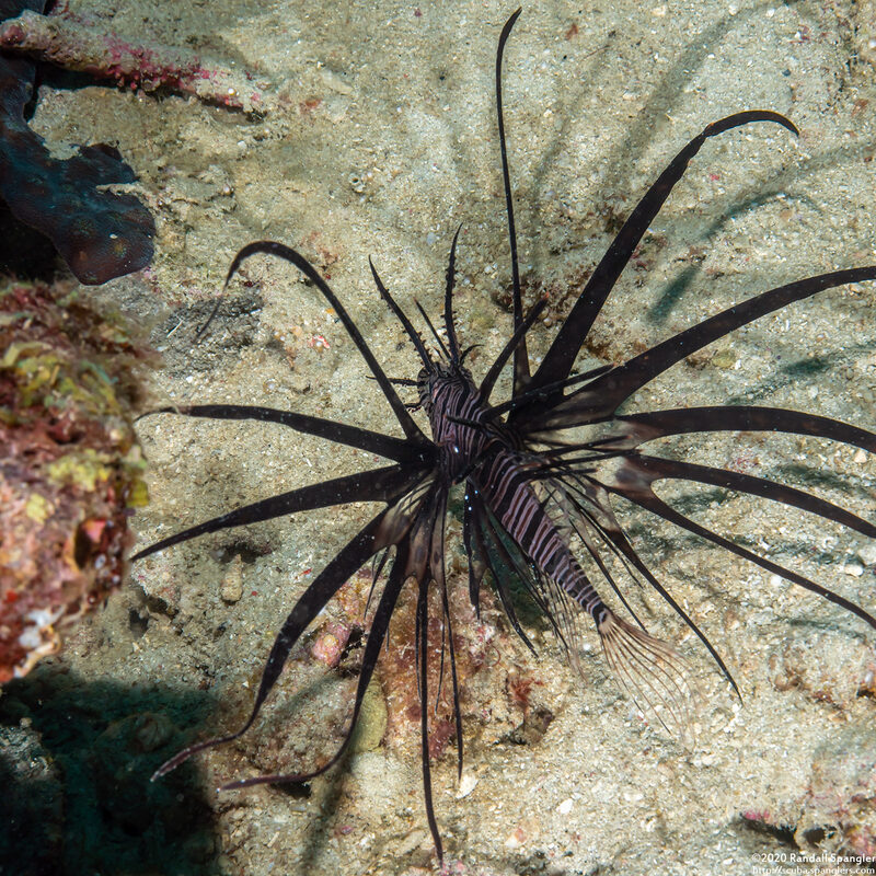 Pterois volitans (Red Lionfish)