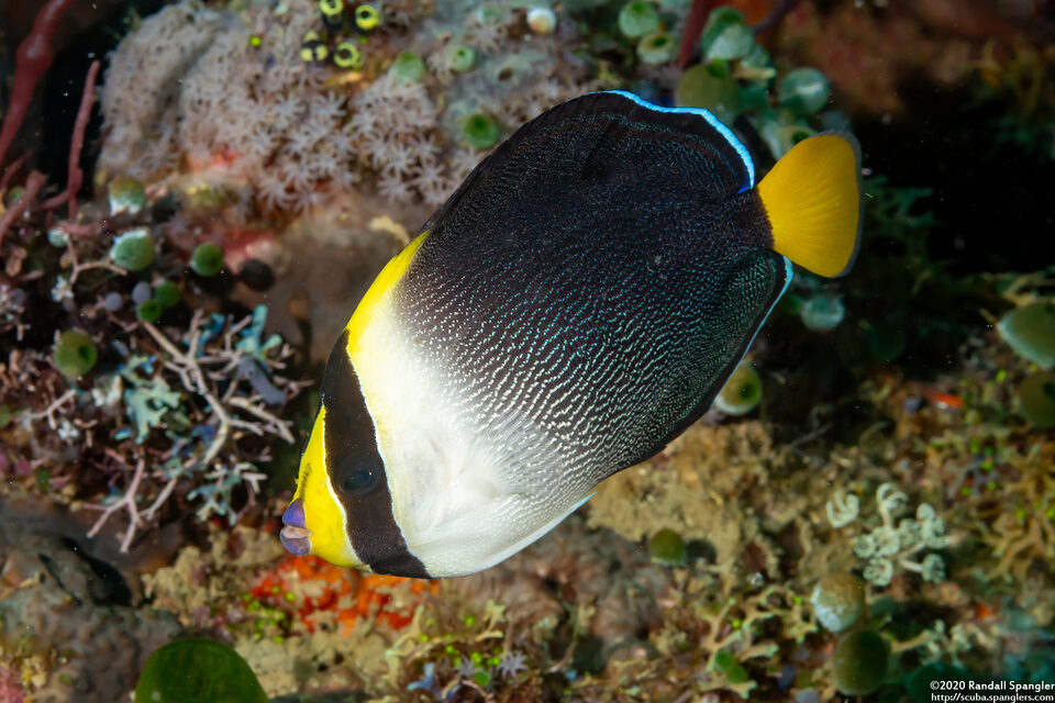 Chaetodontoplus mesoleucus (Vermiculated Angelfish)