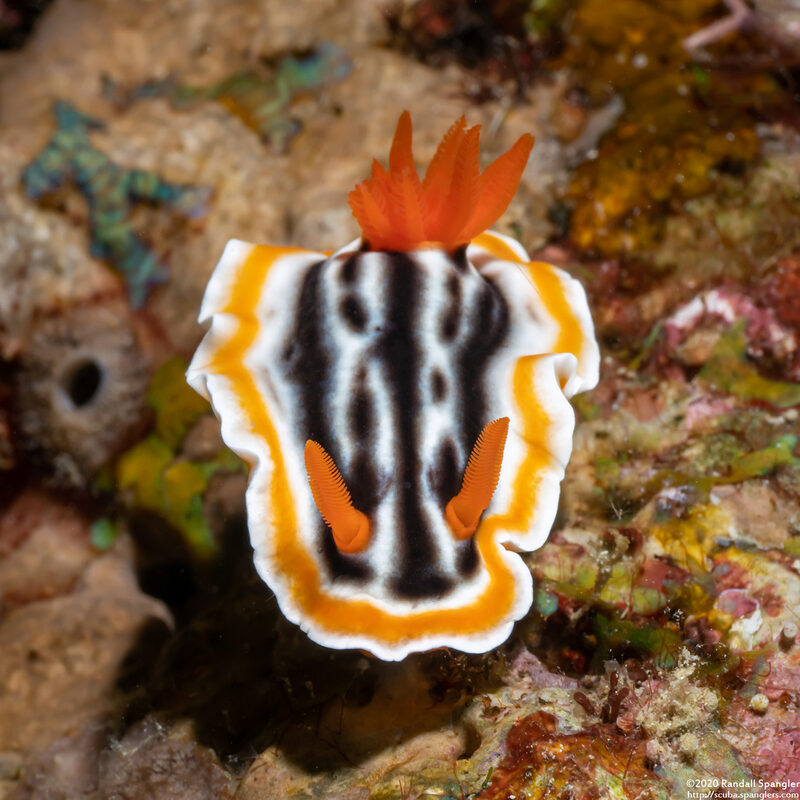 Chromodoris magnifica (Magnificent Chromodoris)