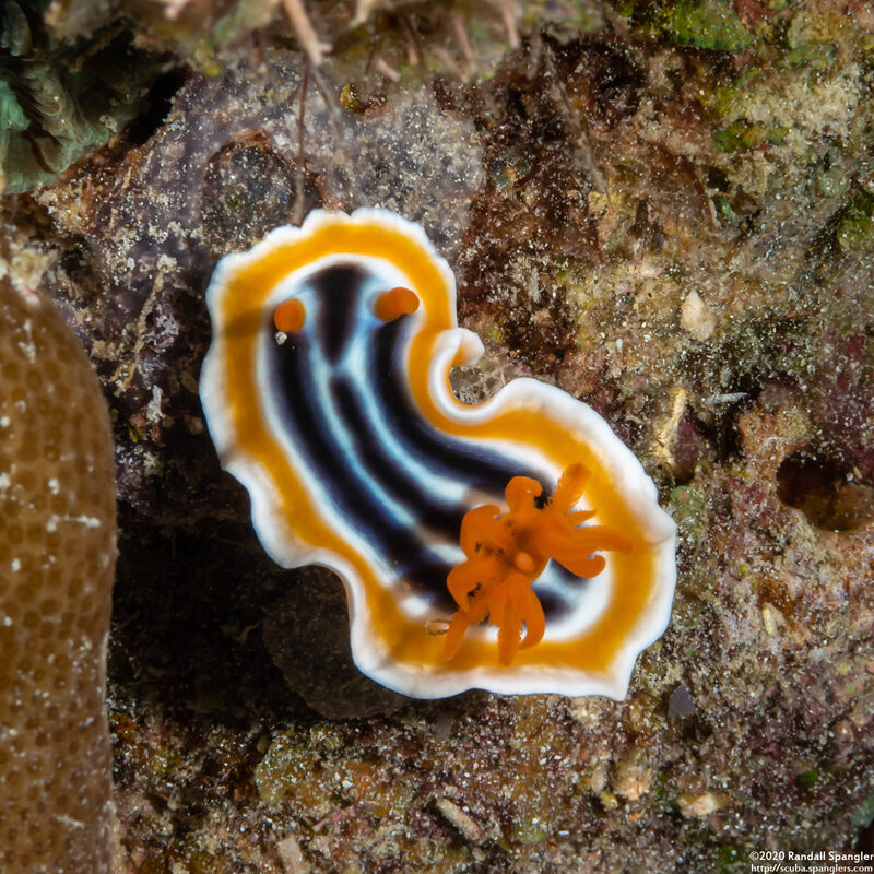 Chromodoris magnifica (Magnificent Chromodoris)