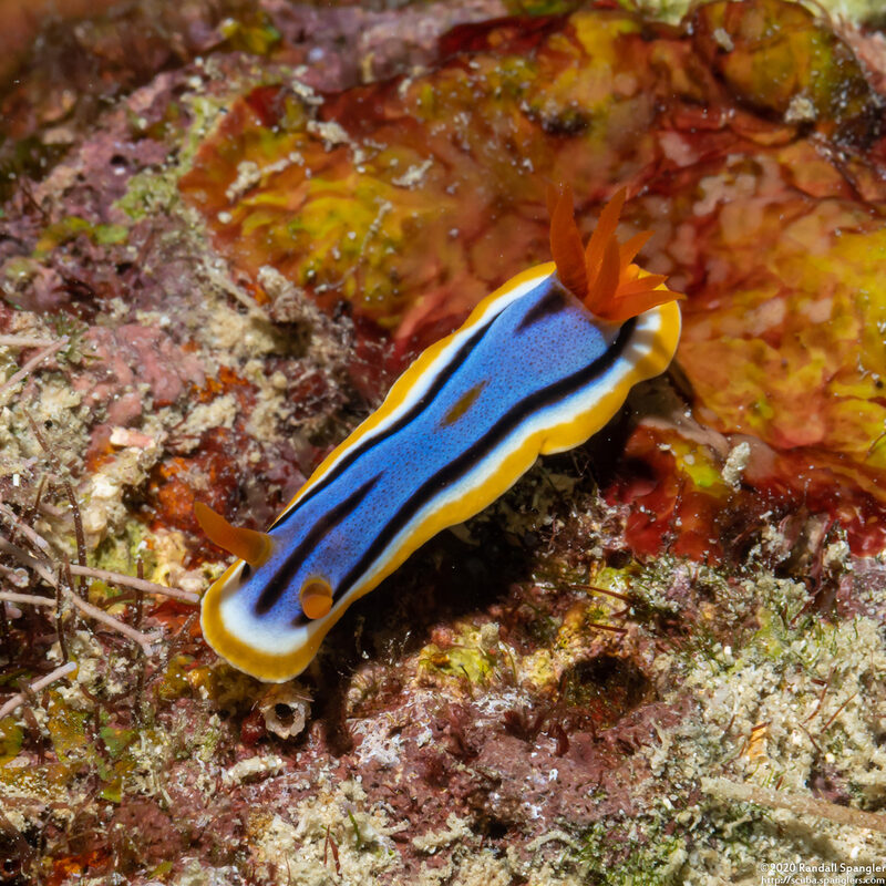 Chromodoris annae (Anna's Chromodoris)