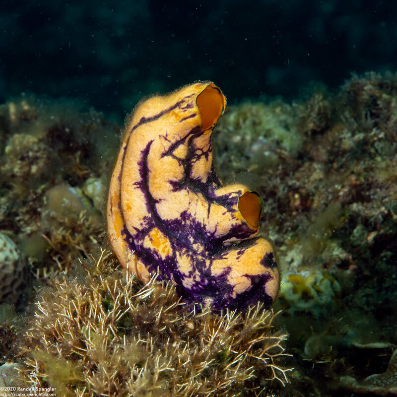 Polycarpa aurata (Ink-Spot Sea Squirt)