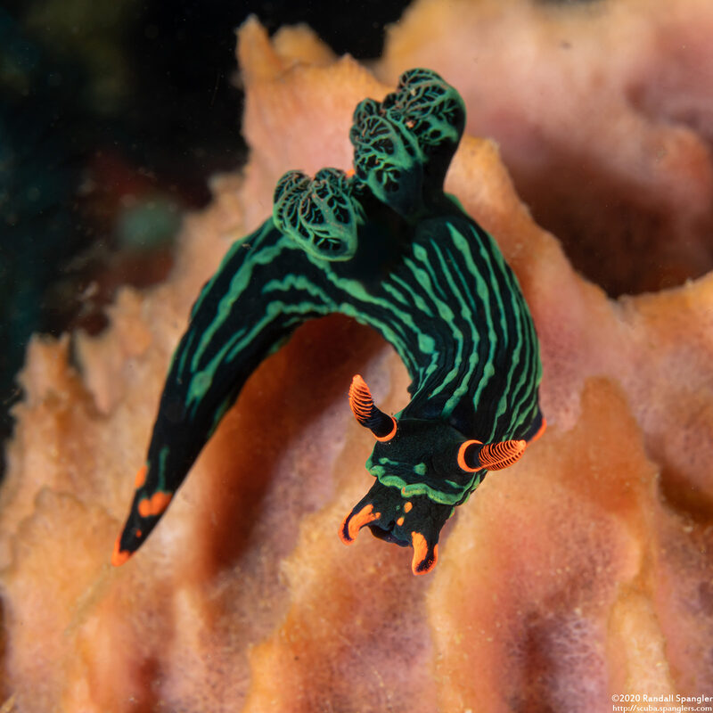 Nembrotha kubaryana (Kubaryana's Nembrotha)
