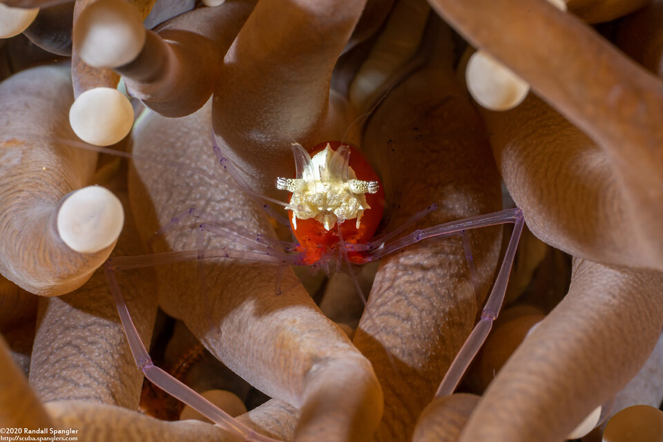 Cuapetes kororensis (Mushroom Coral Shrimp)