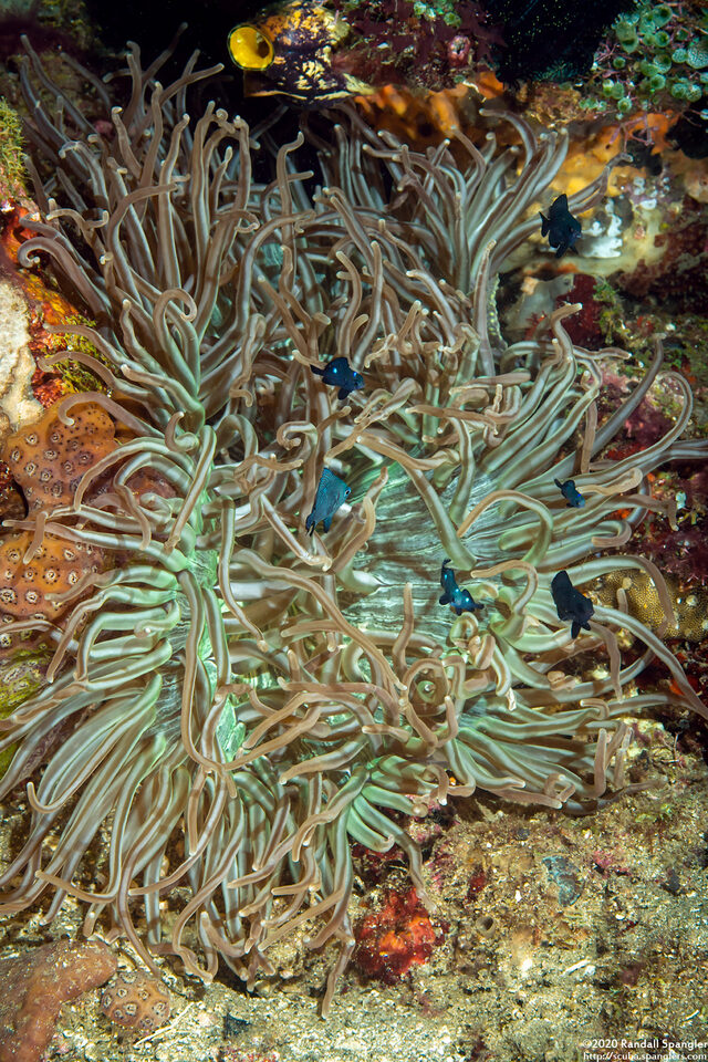 Macrodactyla doreensis (Corkscrew Tentacle Sea Anemone)