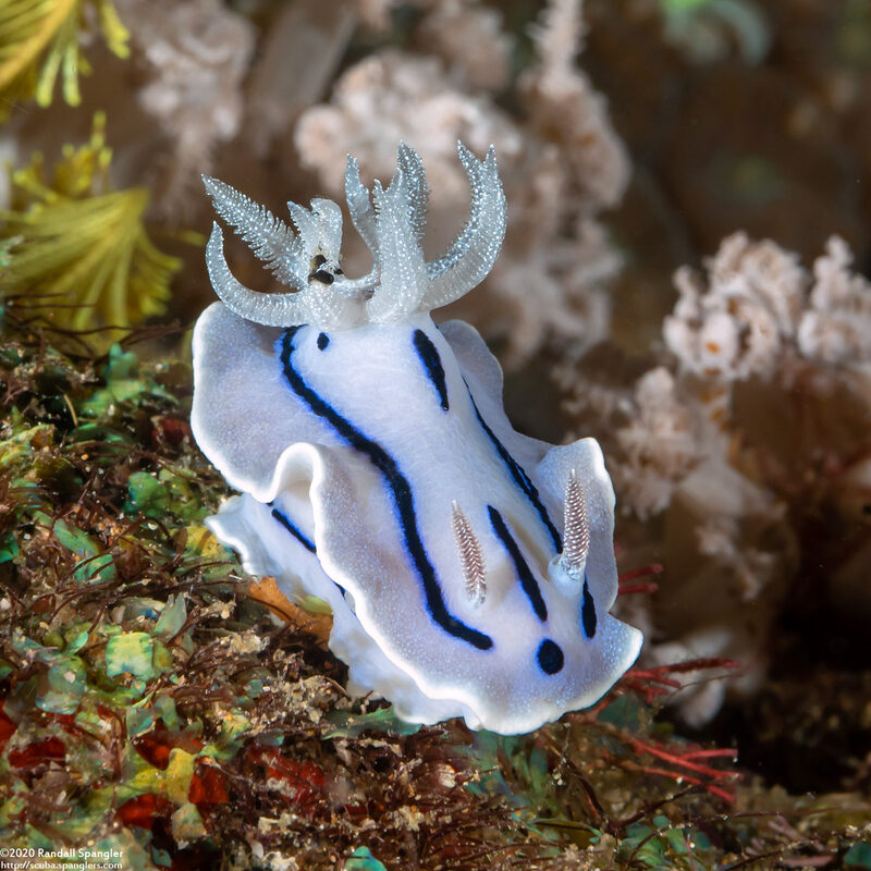 Chromodoris willani (Willan's Chromodoris)