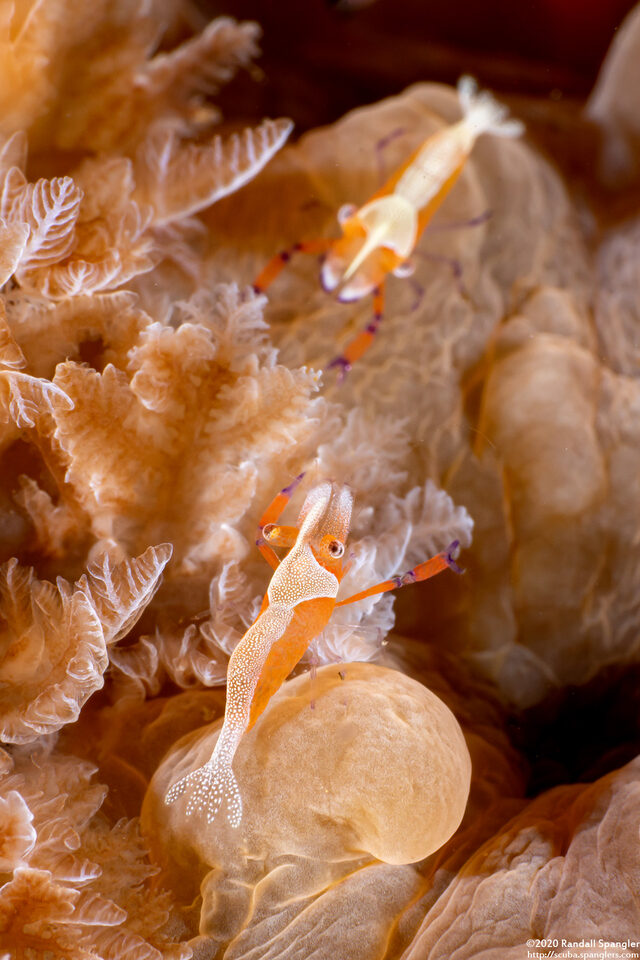 Zenopontonia rex (Emperor Shrimp)