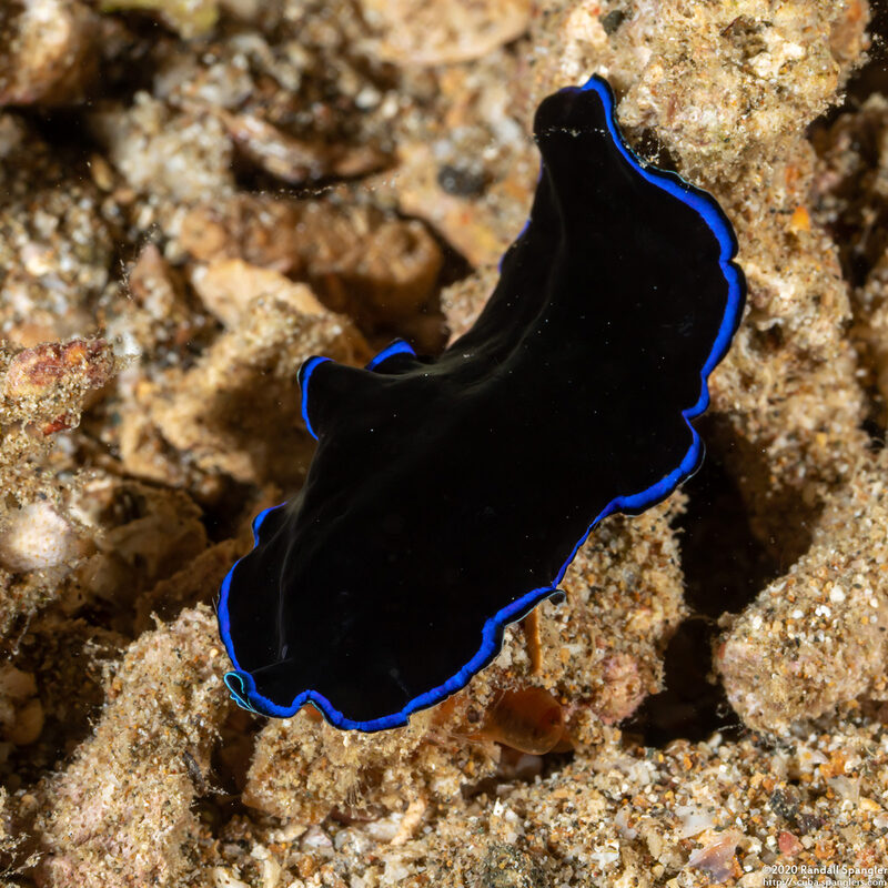 Pseudoceros sapphirinus (Sapphire Flatworm)