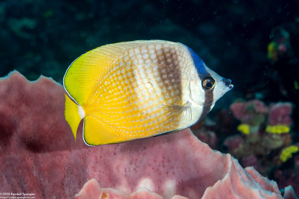 Chaetodon kleinii (Blacklip Butterflyfish)