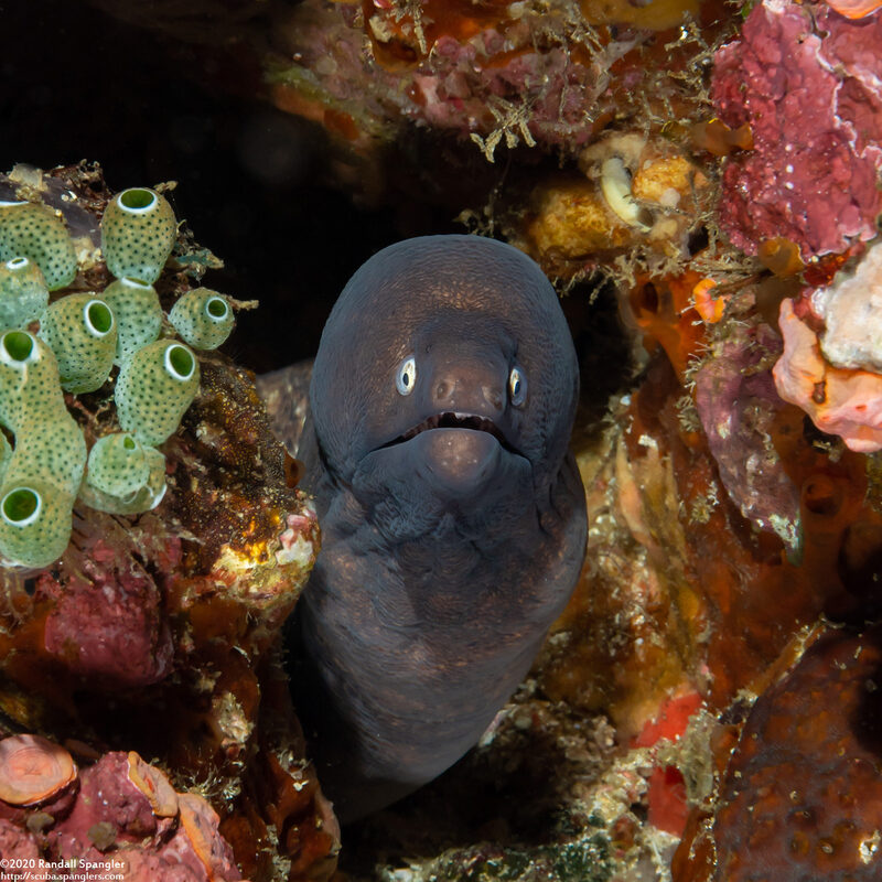 Gymnothorax thyrsoideus (White-Eyed Moray)