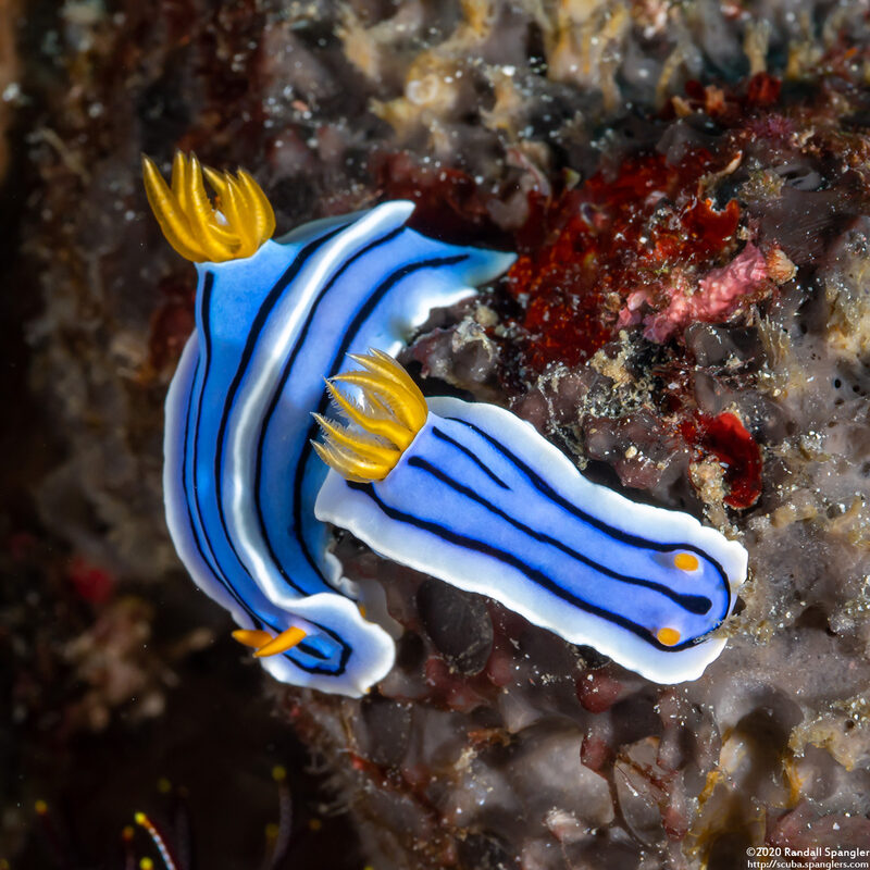 Chromodoris lochi (Loch's Chromodoris)