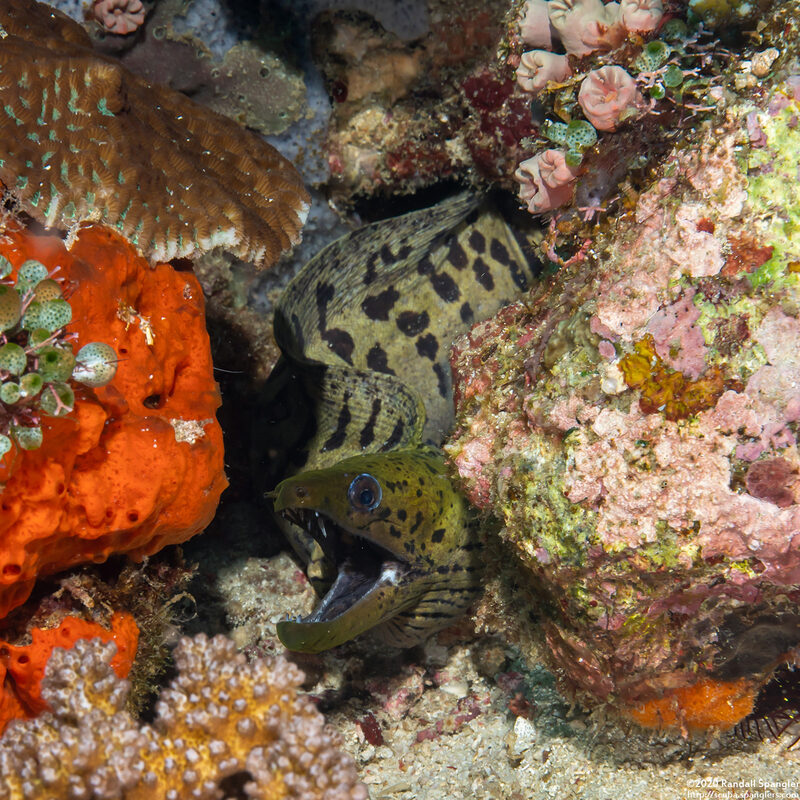 Gymnothorax fimbriatus (Fimbriated Moray)