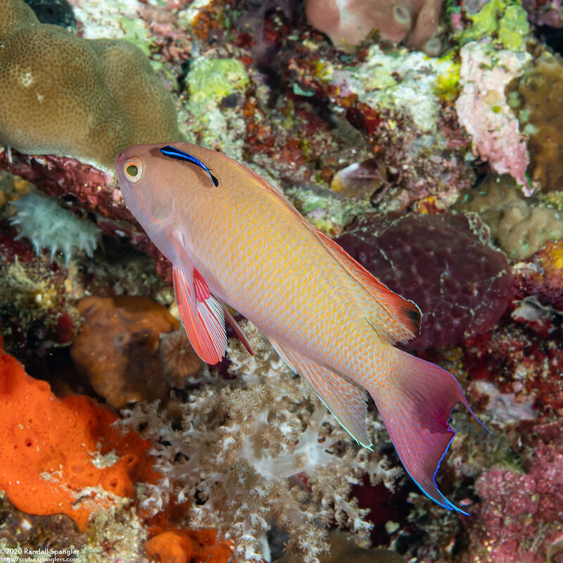 Pseudanthias squamipinnis (Scalefin Anthias)