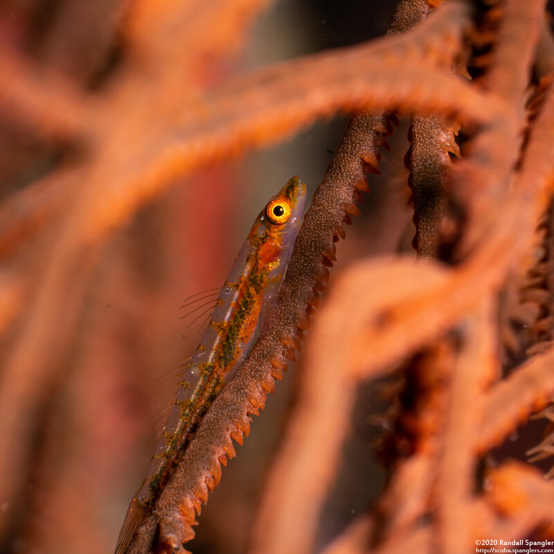Bryaninops tigris (Black Coral Goby)