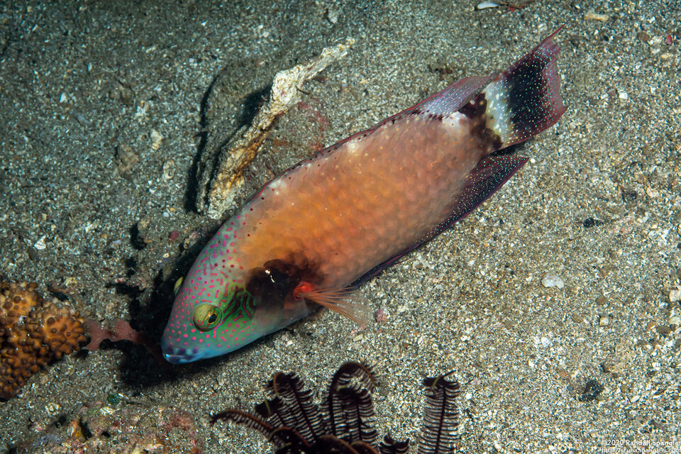 Cheilinus chlorourus (Floral Wrasse)
