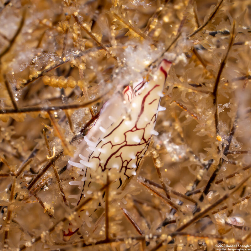 Phenacovolva poppei (Poppe's Spindle Cowrie)