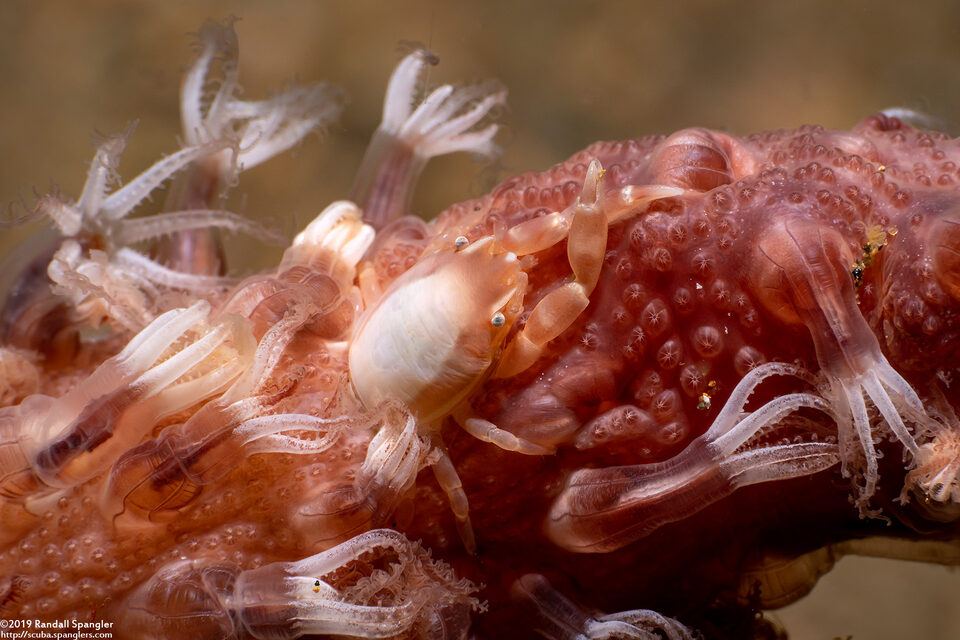 Porcellanella triloba (Three-Lobed Porcelain Crab)