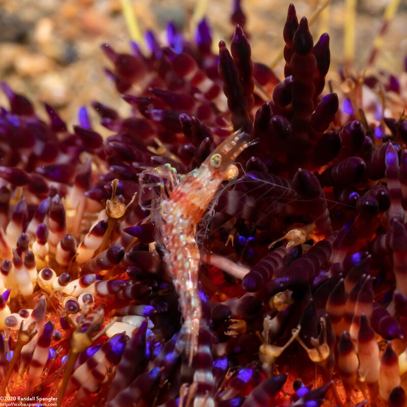 Processidae sp.1 (Night Shrimp)