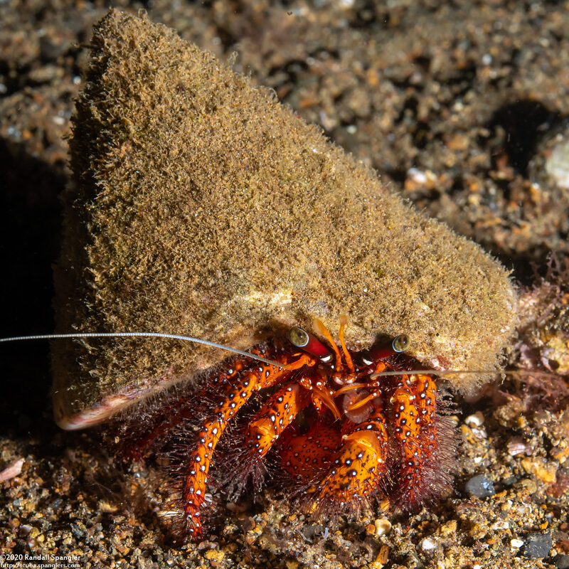 Dardanus megistos (White-Spotted Hermit Crab)
