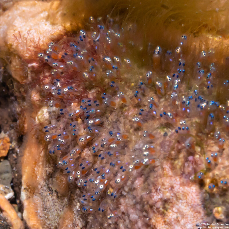 Amphiprion polymnus (Saddleback Anemonefish)